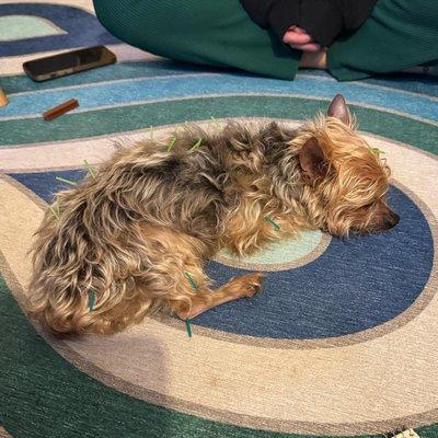 Dr. Gardner's patient, Mickey, naps during his acupuncture treatment.