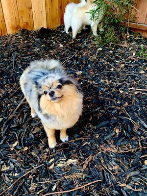 Best groomer ever! Patient and kind with the poms and they came out looking perfect!