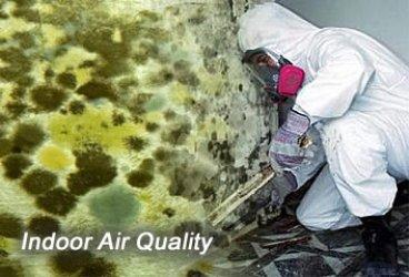 Mold Testing