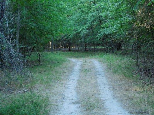 Walking trails in woods