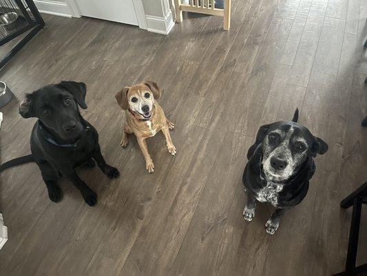 Sweet girls waiting so patiently for their treats.