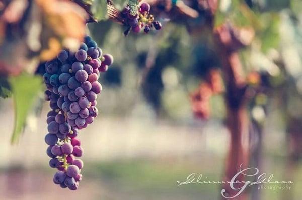 Cabernet Franc on the vine