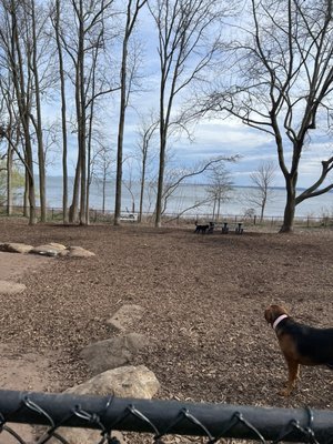 Dog park