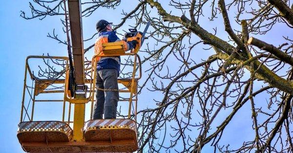 limb trimming