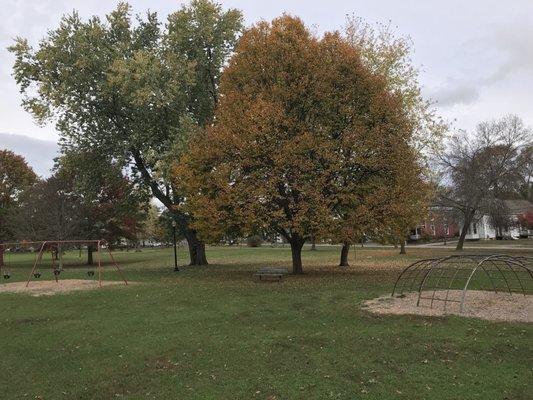 Trees changing color on late October