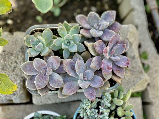 Repotting the succulents