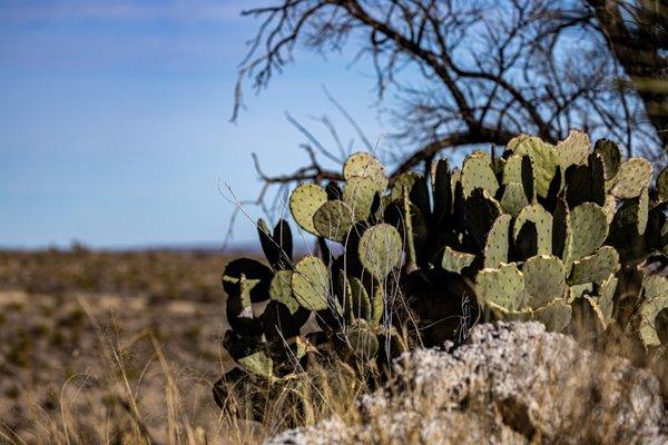 Living Desert Zoo & Gardens State Park