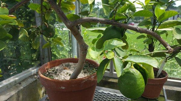 Huge Meyer Lemons