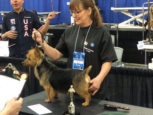 Julie won first place in an international dog grooming contest with a show groom on an Australian terrier