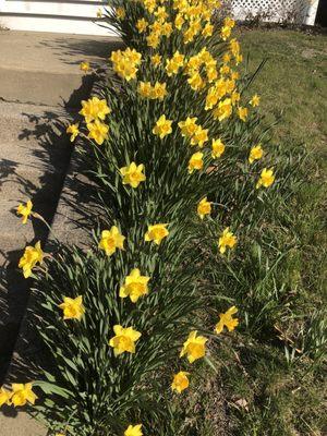 Daffodils