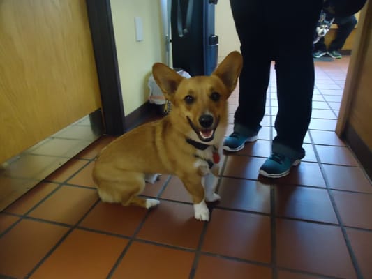 Happy Corgi