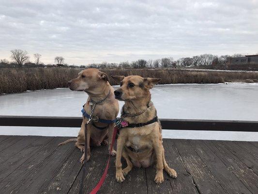 Boardwalks provide closeup wetland views...