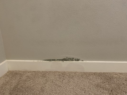 8 month old home with water damage so bad it causes mold