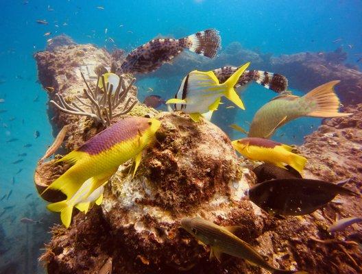 Neptune Memorial Reef