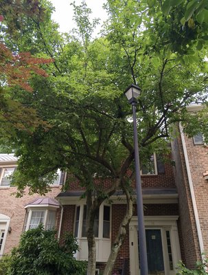 Before... (Beautiful tree - loved it, but the HOA was giving me a little stink about it)