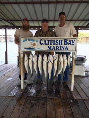 Nice limit of big Striper on Lake Texoma!