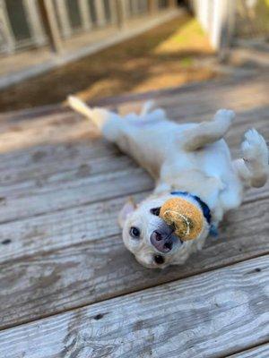 Every pupper needs some playtime.