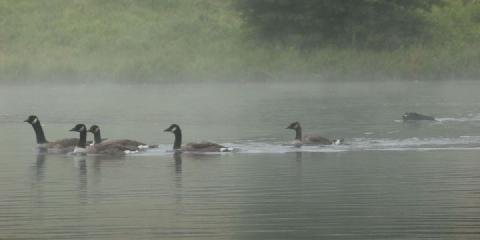 Goose Masters