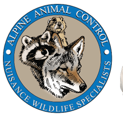 Alpine Wildlife Control