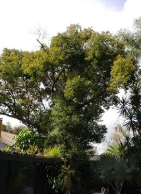 Camphor tree over the home