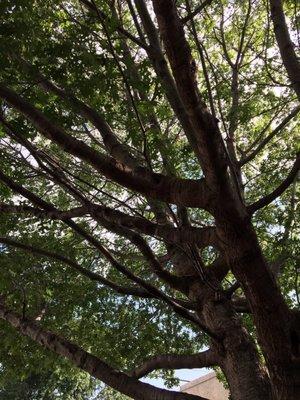 Shumard Oak makes for an awesome patio.