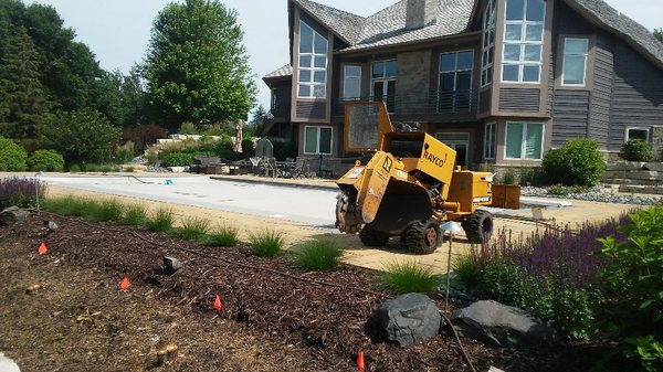 Just removed 12 stumps around pool area