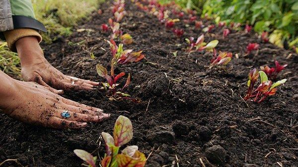 Gardens For Texas