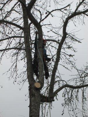 Maneuvering the Limbs