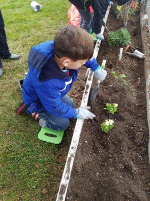 Planting in the school garden