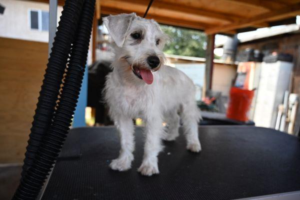 White mini schnauzer