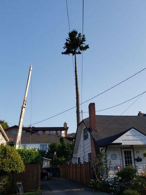 Andrew with crane taking down tree