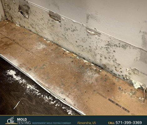 Mold inspection Alexandria VA