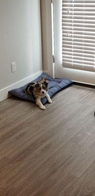 Dexter practicing his impulse control by staying on his bed until cued to leave.