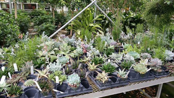 Variety of succulents, $8.99 a pop.