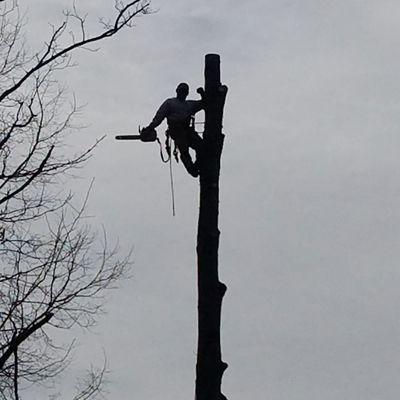 Duane's Tree Removal Service