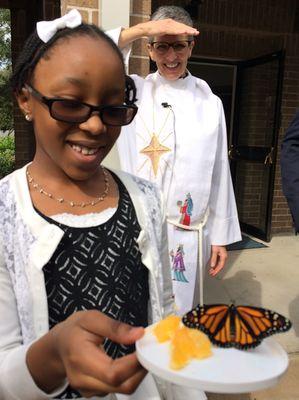 Monarch butterfly release, January 2017.