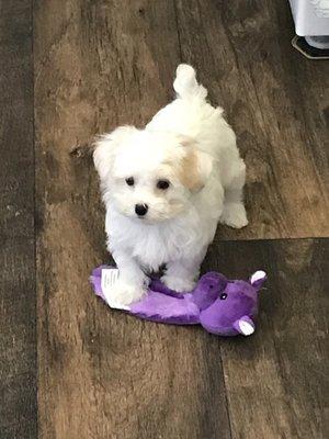 Ellie playing with her toy when she first arrived!