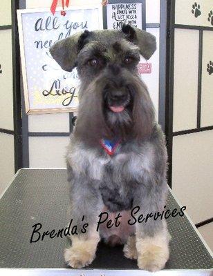 Schnauzers love to be groomed by Brenda too!