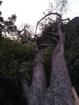 This tree fell on a house