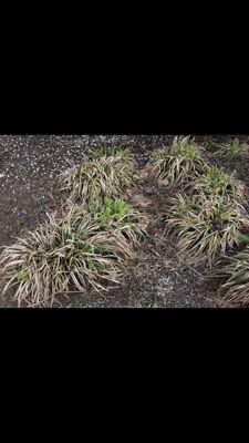 Miller's Ground Cover