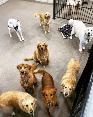 golden hour at doggy daycare