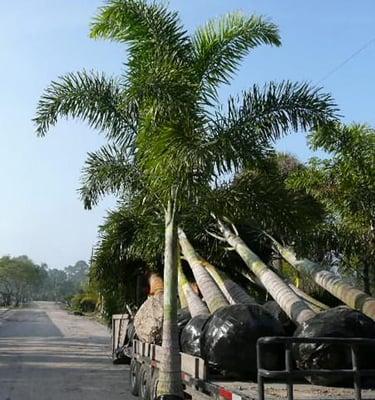 Single stem Foxtail palm