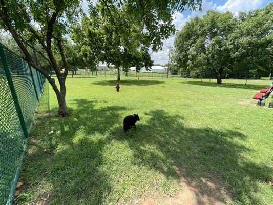 This is our 134th dog park, I think, I'm losing track - July 2021.