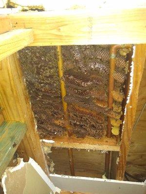 This is a hive inside of a water heater closet in the garage for home in Channel View.