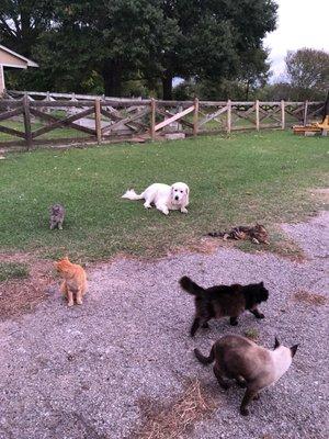 Our Great Pyrenees guarding the barn cats