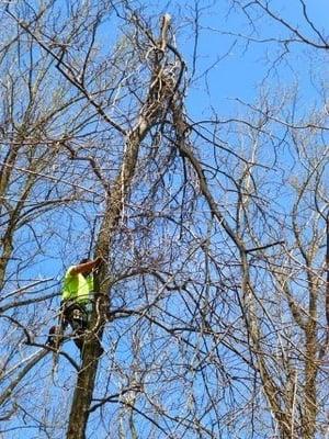 Tree Removal, safety first