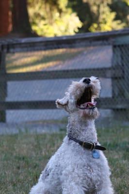 Lovin' the dog park