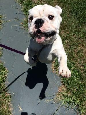 Amos is ready for his walk!