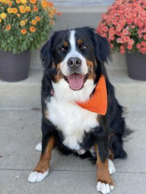 Moose - Bernese Mountain Dog (2-Years Old, 90.5 LBS)