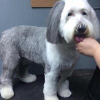 Emma, our favorite Old English Sheepdog, modeling for the camera.